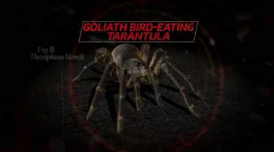 Theraphosa blondi, the goliath
bird-eating tarantula. - Kings of Pain