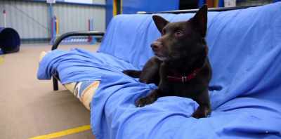 There was a lot of
jumping through hoops, - Koko: A Red Dog Story