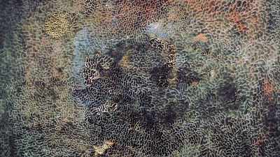 There is a painting called
Pacific Ocean from 1958, - Kusama : Infinity
