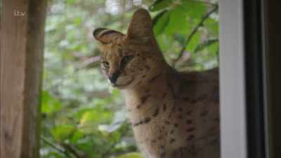 'There were also few breeders, - Britain's Tiger Kings - On the Trail with Ross Kemp
