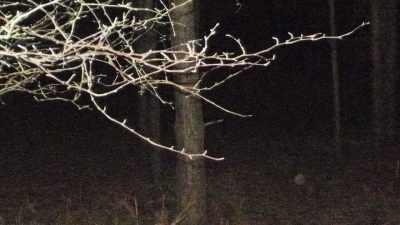 There were also fresh
scorch marks on the trees - Truth Hunter