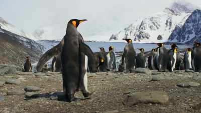There is another reason. - Blue Planet II