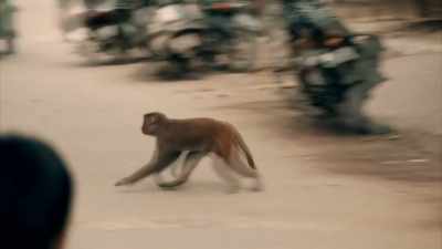 THERE ARE
30,000 RHESUS MONKEYS HERE, - Expedition Mungo