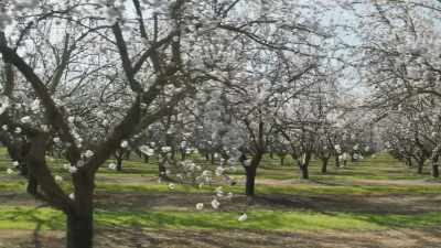 There are about 20,000 flowers
on each tree... - The Green Planet