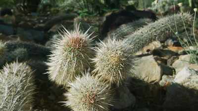 There are almost 2,000 different
species of them. - The Green Planet