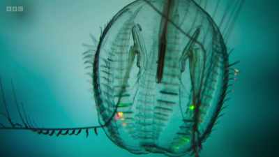There are also sea gooseberries, - Wild Isles