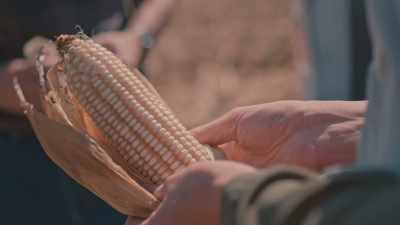 There are always an
even number of rows
per ear. - Neat: The Story of Bourbon