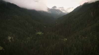 There are beings in the forest - Secrets of the Sasquatch