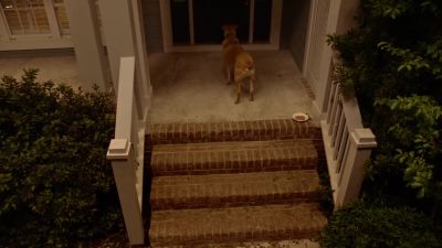 There you are, boy.
There you are, boy. - Under the Dome