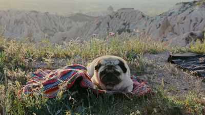 There are breeds that were bred
originally in Asia, - Inside the Mind of a Dog