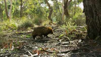 There are echidnas in these forests, too - - Seven Worlds, One Planet