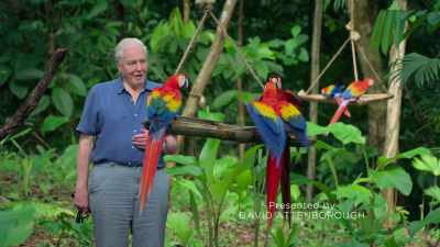 There are few animals
more brilliantly coloured - Attenborough's Life in Colour