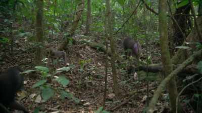There are four males in this troop, - Attenborough's Life in Colour