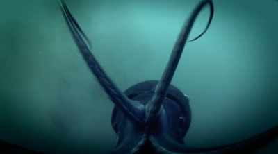 There are, however,
much bigger squid out there. - Mysteries of the Deep