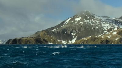 There are king penguins here. - Our Planet
