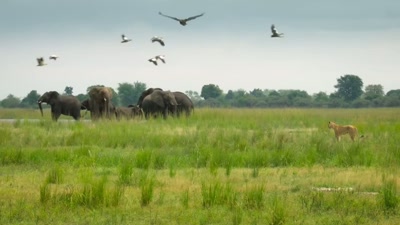 'There are lion prides - A Year on Planet Earth