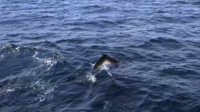 "There are lots of ways
for humpbacks to converse." - Secrets of the Whales