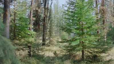 - There are so many trees.
How do we choose? - Mistletoe in Montana