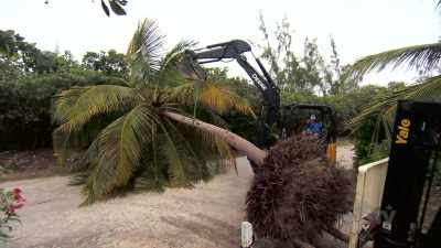There are no arborists
anywhere here on the island, - Island of Bryan