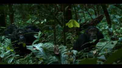 There are no friendly relations between chimp groups. - Chimp Empire