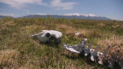 There are no more bison." - The American Buffalo