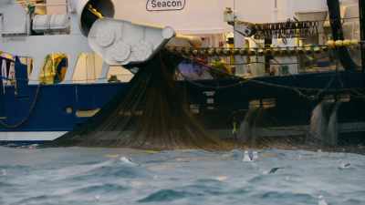 There are now over
a thousand orcas here. - Blue Planet II