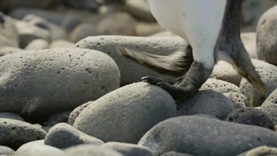 There are only 6,500 left
in the world. - A Year on Planet Earth