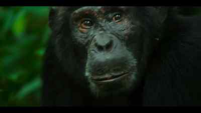 There are other chimps close by. - Chimp Empire