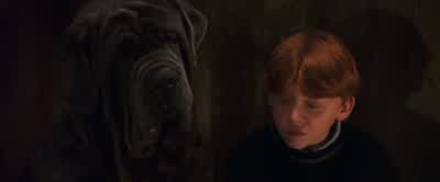 There are other thingsdefending the Stone, aren't there? - Harry Potter and the Philosopher's Stone
