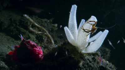 There are plenty
of predators on the reef - Blue Planet II