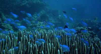 There you are. Put it there, shipmate. - The Blue Lagoon