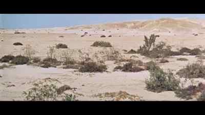 There they are. - Sands of the Kalahari