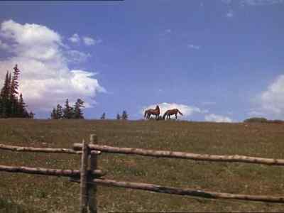 There they are. - My Friend Flicka