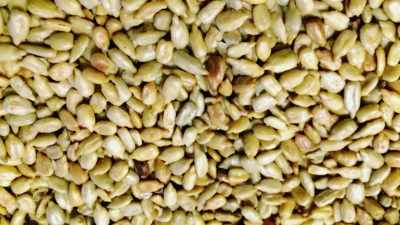There are seeds
that have oil in them - The Magic Pill