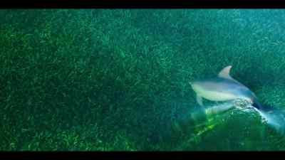 There are some fish, - Our Oceans