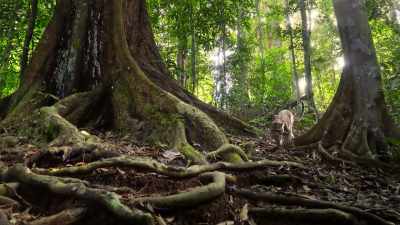 There are some, like this clouded leopard,
we still know virtually nothing about. - Our Planet