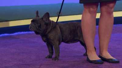 There are some rescue organizations - 2022 American Rescue Dog Show