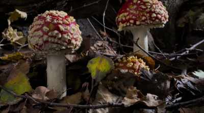 There are some that'll take out
your liver or your kidneys, - Fantastic Fungi