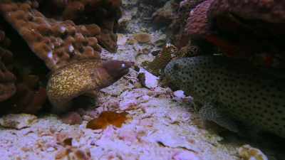 There are strange partnerships, - Chasing Coral