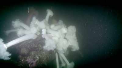 There are tentacled titans
out there. - Mysteries of the Deep