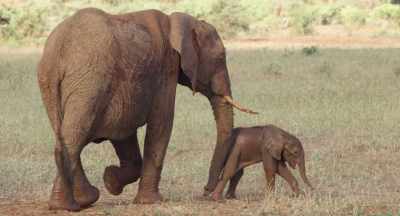 There are times when a mother
needs her daughter's support. - The Elephant Queen