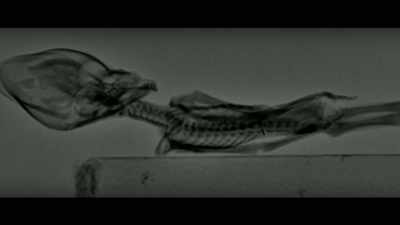 There were bodies that were involved - Unacknowledged