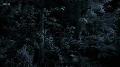 There can be up to ten species
at any one time, - Wild Isles