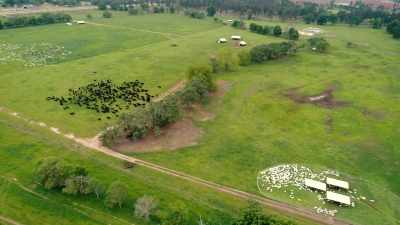There could and should be one or
two or three White Oak Pastures - Food and Country