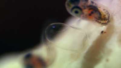 There they feed and grow
until strong enough to swim back. - Blue Planet II