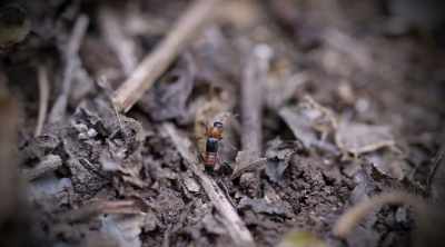 There is fossilized
remains of rove beetles - Kings of Pain