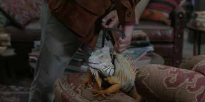 -There we go. Come along.
-[grunts and hisses] - A Series of Unfortunate Events