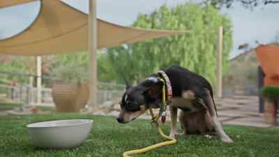 There we go, her nose is taking over. - Cesar Millan: Better Human, Better Dog