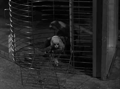 There they go! - The Fuller Brush Girl