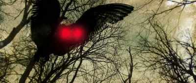 There have been a sightings - The Mothman Legacy